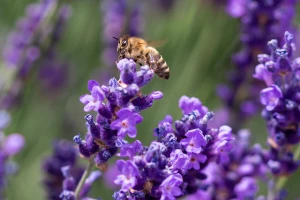 Lavanda prepuna pesticida kobna je za oprašivače, pažljivo birajte biljke