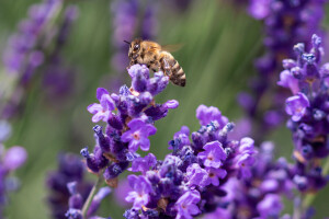 Lavanda prepuna pesticida kobna je za oprašivače, pažljivo birajte biljke