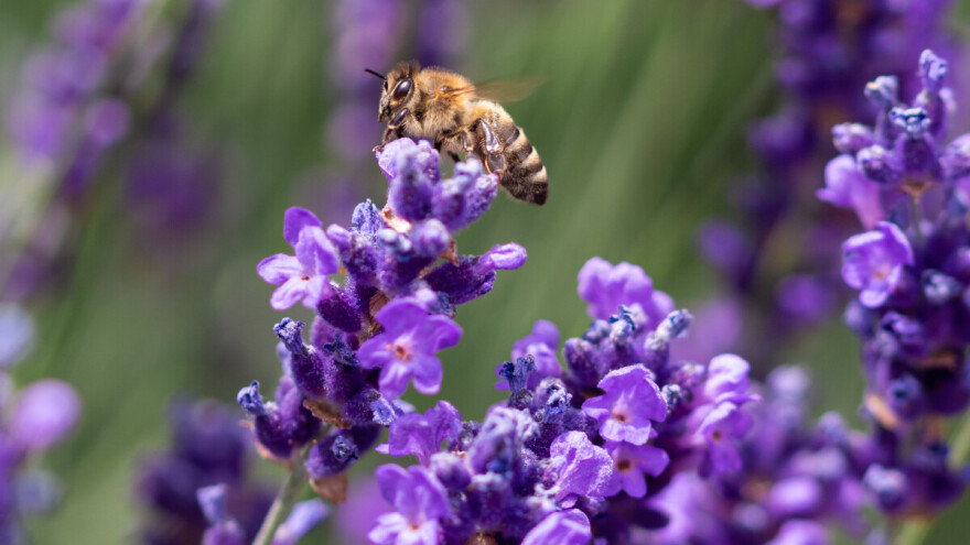 Lavanda prepuna pesticida kobna je za oprašivače, pažljivo birajte biljke