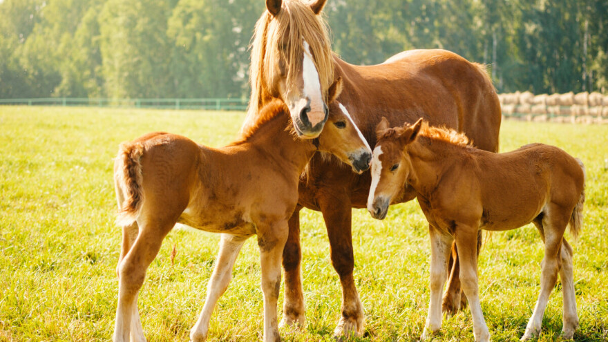 Tajne dugovječnosti konja - pasmine koje dožive više od 40 godina