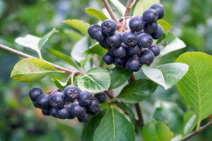 Aronia melanocarpa: plod budućnosti