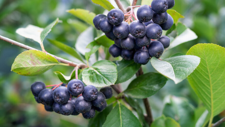 Aronia melanocarpa: plod budućnosti