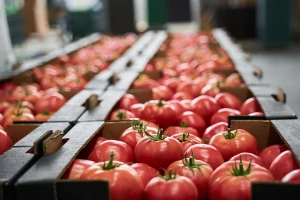Šta nakon berbe povrća? Evo korisnih saveta kako ga čuvati