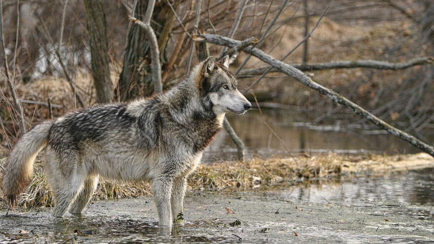 U Hrvatskoj nema križanja vukova i pasa?