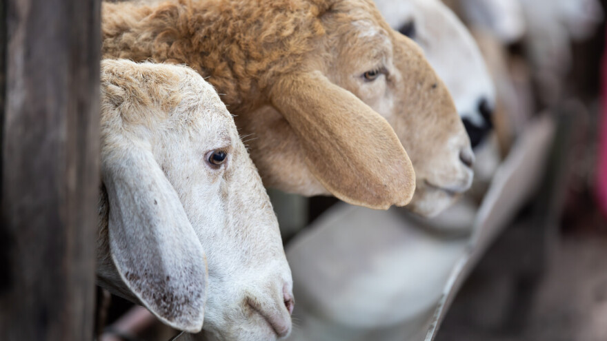 Gde su najjeftiniji, a gde najskuplji prasići i jagnjad?