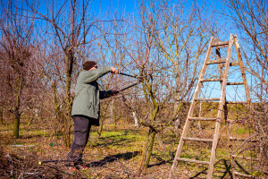 Minus, plus i rez: Smernice za sigurnu zimsku rezidbu