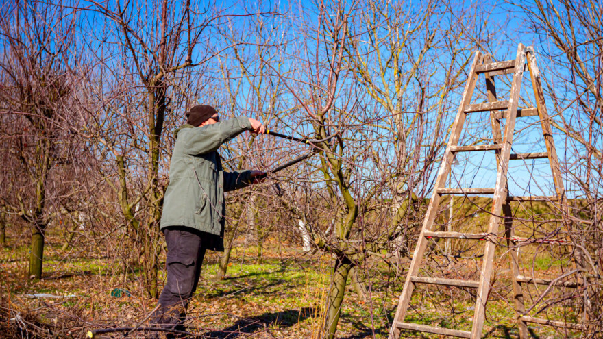 Minus, plus i rez: Smernice za sigurnu zimsku rezidbu