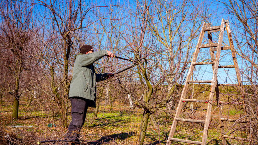 Minus, plus i rez: Smjernice za sigurnu zimsku rezidbu