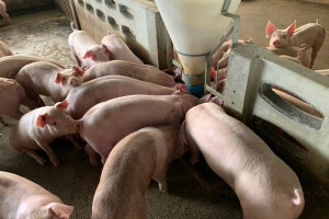 Tovljenici i za 180 din/kg, jagnjad do 530 din/kg