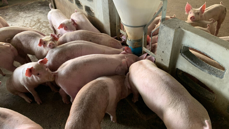 Tovljenici i za 180 din/kg, jagnjad do 530 din/kg