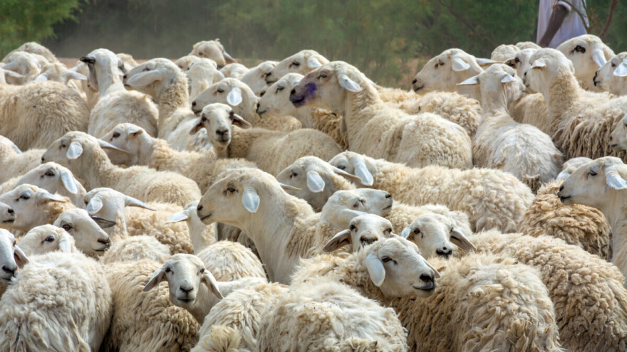 Otkrivena kuga malih preživača u Mađarskoj