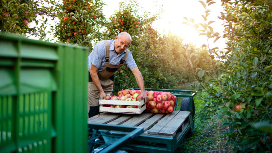 Kako usporiti zrenje i duže sačuvati plodove?