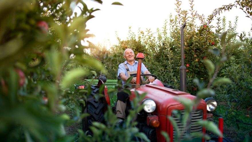 Slab rod, ali visoke cijene: Berba jabuka daje novu nadu voćarima
