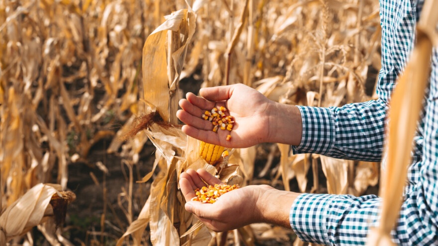 Osam decenija Instituta za kukuruz "Zemun polje": "Prioritet su hibridi otporni na sušu"