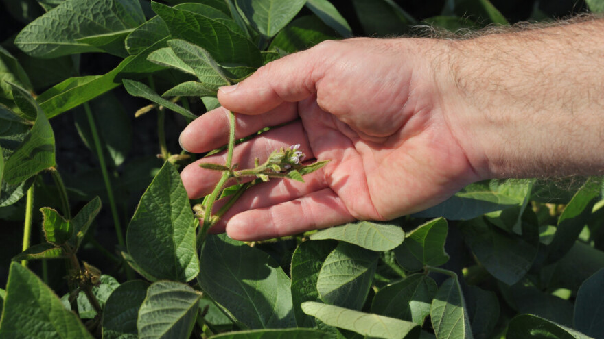 Kritične faze razvoja kukuruza i soje - kad biljke najviše trpe?