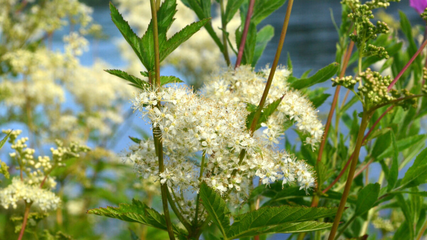 Suručica - Livadni aspirin