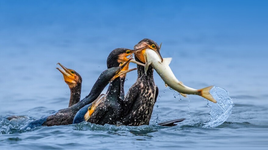 Švedska predvodi inicijativu za proglašenje kormorana lovnom vrstom u EU
