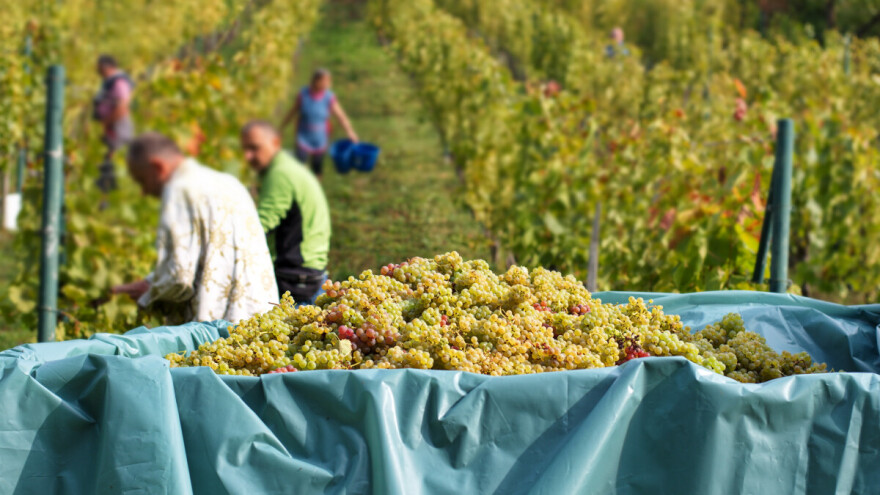 Donosimo listu najvećih proizvođača graševine u Hrvatskoj