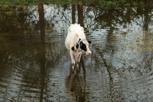 Upozoreno na poplave u nekoliko regija: Odmah poduzeti mjere zaštite