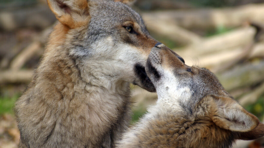 Klimatske promjene i napadi vukova čine ogromne štete u Zadarskoj županiji