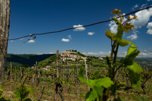Terran Wine & Walk - kombinacija aktivnog odmora, prirodnih ljepota i vrhunskih vina