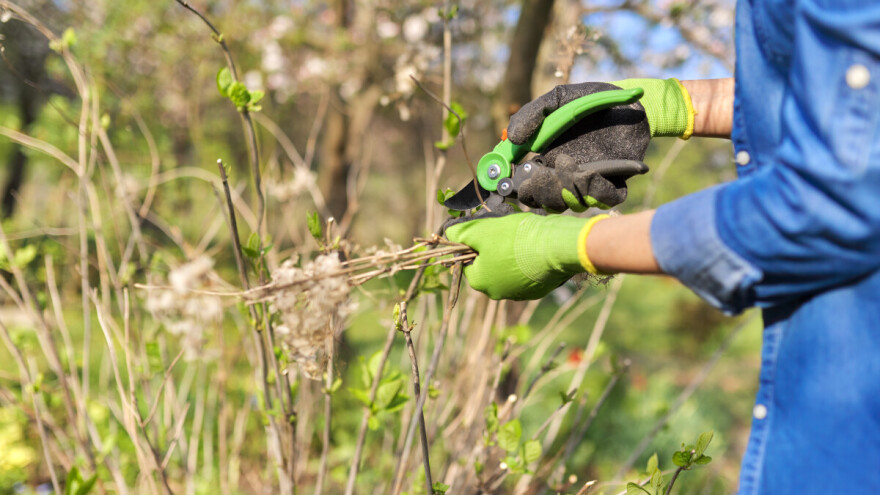 Vrijeme je za pripremu i zaštitu nasada bobičastog i jagodastog voća