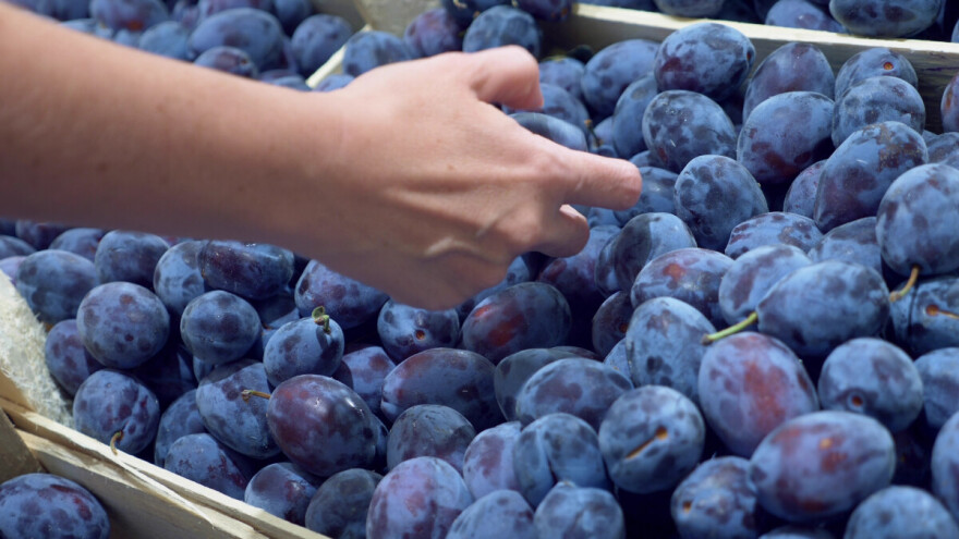 Ministarstvo poljoprivrede: Sporne šljive još nisu vraćene za Srbiju