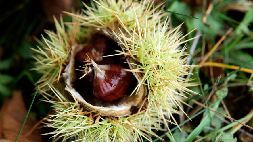 Kreditiranje i poticaji za uzgoj pitomog kestena