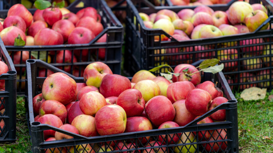Kako smanjiti disanje plodova voća i zašto je to važno kod skladištenja?