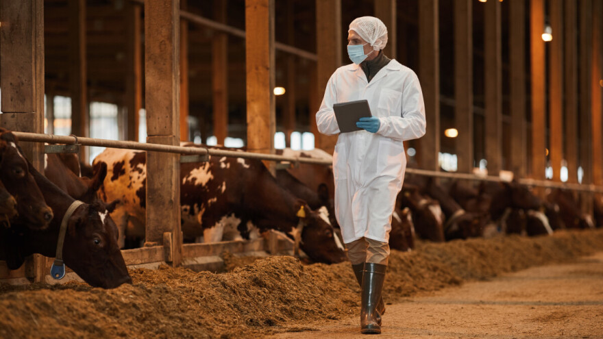 Apel Ministarstva poljoprivrede zbog pojave slinavke i šapa u Mađarskoj