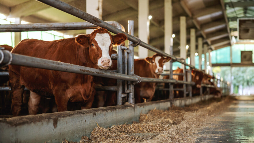 Raste cena prasića, junad do 500 din/kg