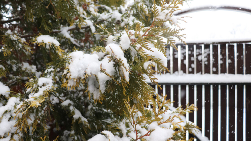 S kojih biljaka treba uklanjati snijeg i što ako je polomio grane?