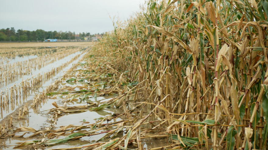 Ponovo padaju cijene žitarica - što ih određuje?