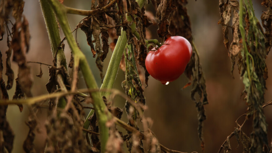 Najavljena kiša: Hoćemo li odmoriti od zalijevanja?