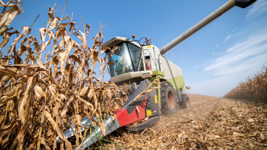 Jedna tvrtka apsolutni lider hrvatske proizvodnje kukuruza s preko 7 tisuća hektara