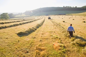 Dobra godina za sijeno, loša za cijenu: Bale padaju ispod 4 KM
