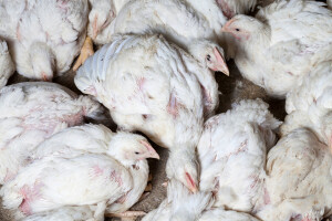 Zbog virusa zabranili izvoz proizvoda od živine iz Brazila - kakva je to Njukaslska bolest?
