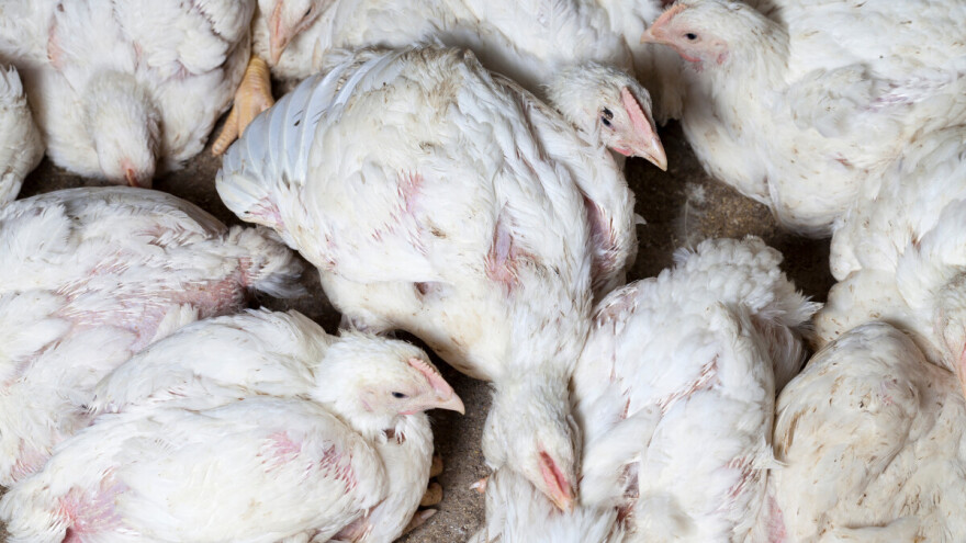 Zbog pojave Newcastleske bolesti zabranili izvoz proizvoda od peradi iz Brazila