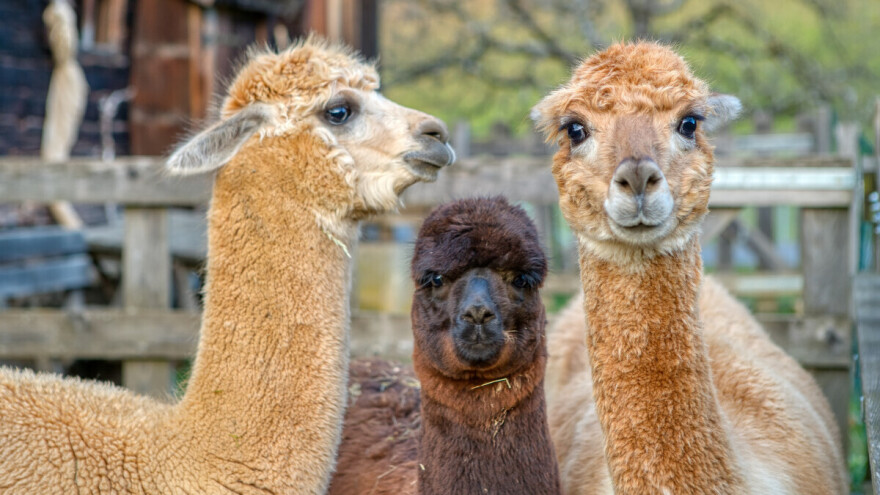 Iz osvete naručio da se zapali štala, ubiju životinje i opljačka kuća bivše supruge