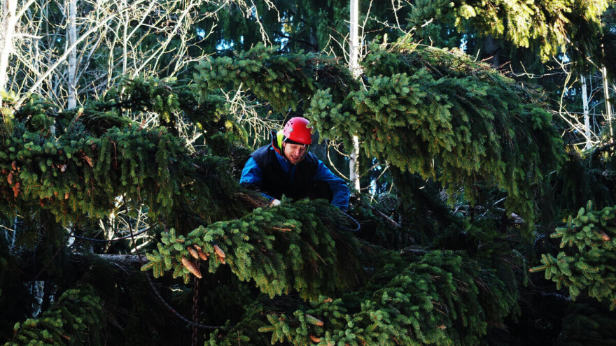 Novogodišnje drvo: Od branja četinara u Gruziji, preko plantaža u Danskoj do kontejnera za otpad