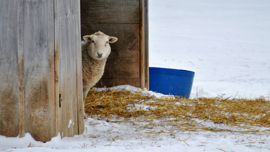 Od četvrtka "minusi": Zaštitite osjetljive biljke, provjerite izolaciju štala