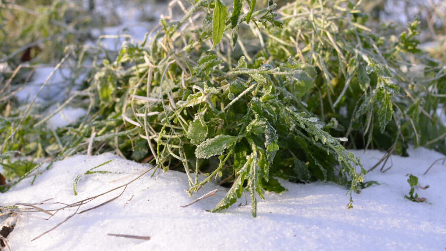 Rukola - skromna i otporna biljka koja se proizvodi tokom cijele godine