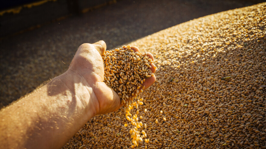 Ječam najtraženija roba, cene u blagom porastu