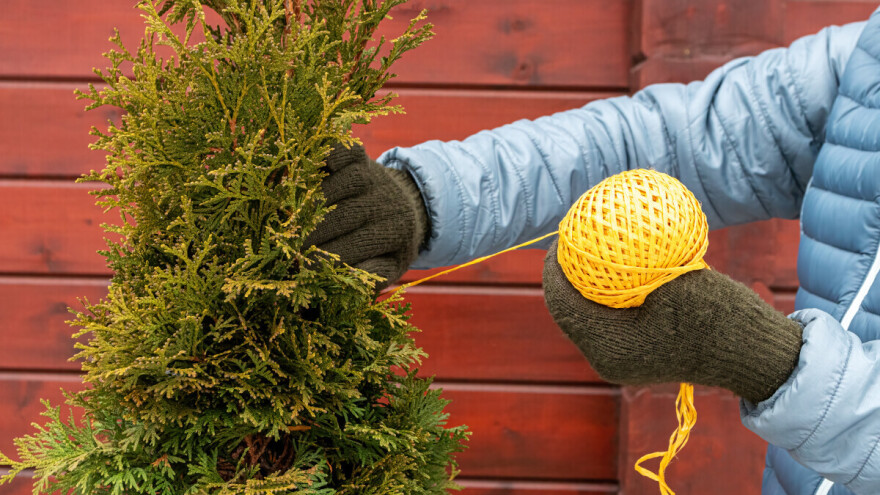 Imate tuju, lovor višnju ili šimšir? Evo kako da ih sigurno uvedete u zimu!