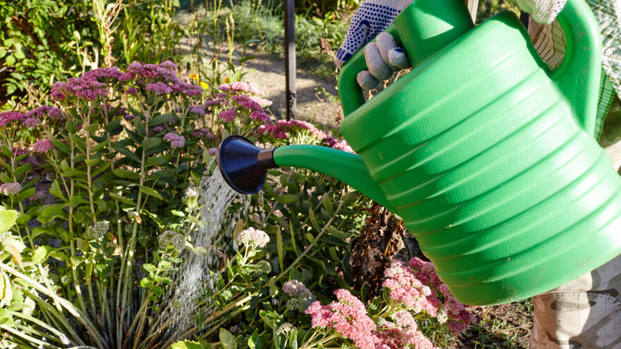 Kada i kako zalijevati cvijeće tijekom ljeta? Kišnica najbolji saveznik