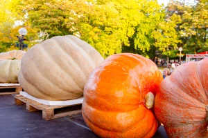 Ludaja -  raste "kao luda", a da li su ovogodišnje teže od 700 kg?