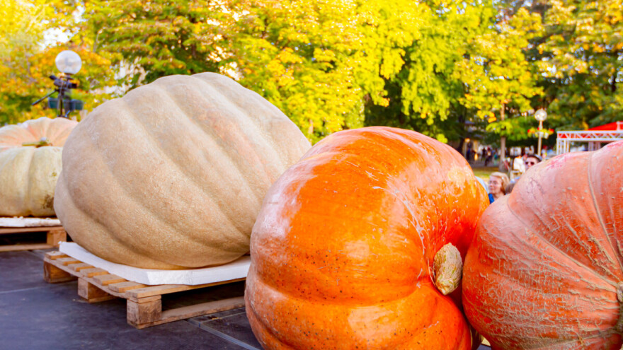 Ludaja -  raste "kao luda", a da li su ovogodišnje teže od 700 kg?