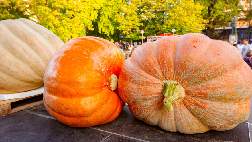 Na ulicama, u izlozima i kolačima - sve je u znaku ludaje u Kikindi