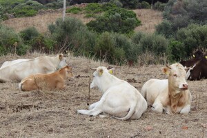 Veterinar i farmeri varali sistem: Lažno prijavili uginuća 139 goveda