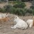 Veterinar i farmeri varali sistem: Lažno prijavili uginuća 139 goveda
